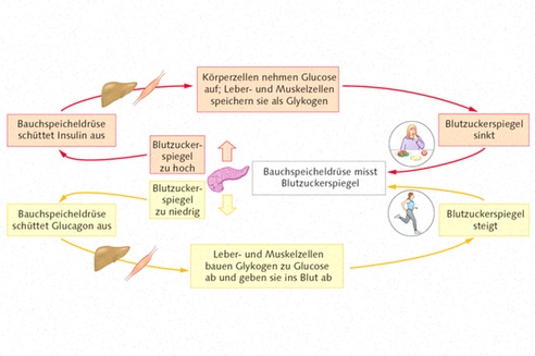 Semaglutid Kaufen ohne Rezept Deutschland